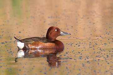 One-day Birding Along the Southern Bulgarian Black Sea Coast