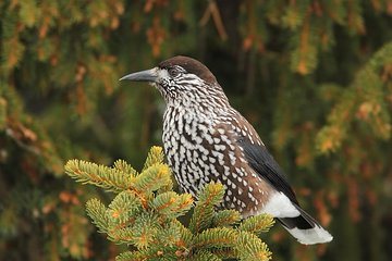 One-day Birding Around Sofia