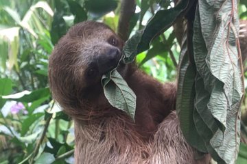 Sloths, Monkeys and Waterfall Experience