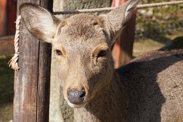 Nara Todaiji Lazy Bird Tour