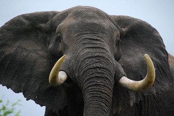 Elephant Sanctuary Tour from Johannesburg