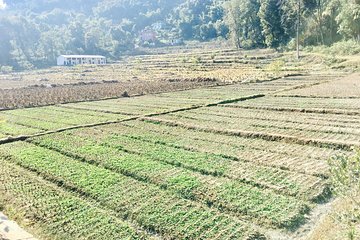 Silkworm Farm (Sericulture) Visit with Easy Hiking in Pokhara Nepal