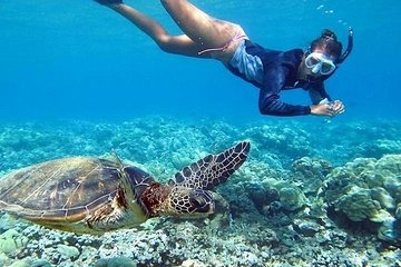 North Shore Circle Island Adventure Including Snorkeling with the Turtles