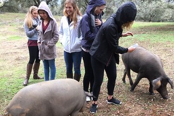 From Seville: Pig Farm private day tour and old villages visit