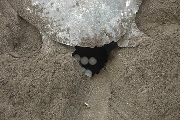 Night Turtle Nesting Tour from Tamarindo