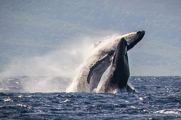 Whale Watching Cruise with Open Bar from Ka'anapali Beach