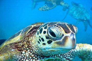 2.5 Hour Xpress Snorkel from Ka’anapali Beach