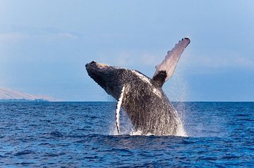 Zodiac Raft Whale Watching Adventure