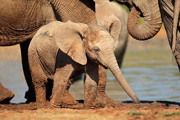 Addo Elephant Park All-Inclusive Day Safari from Port Elizabeth