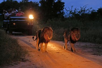 Night Game Drive and Bush Dinner from Victoria Falls