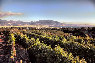 Wine Tasting - Tour and Tasting in Vesuvius Winemaker