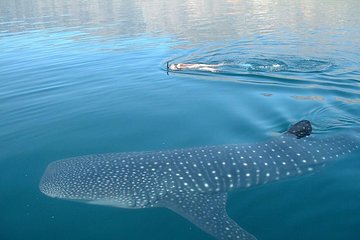 Private Tour Swimming With Whale Shark From Tulum