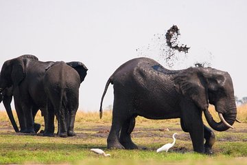 Chobe National Park 4X4 Day Safari and River Cruise