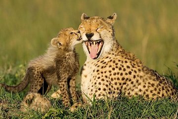 Cape Town 3-Day Attraction Tours: Aquila Safari - Cape Peninsula -Wine Tasting