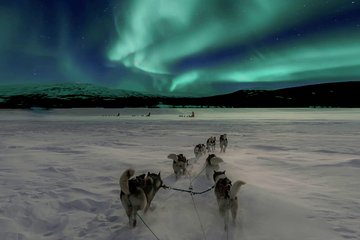 Hunting Northern Lights with Husky