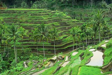 Ubud Private Car Tour explore Culture and Nature