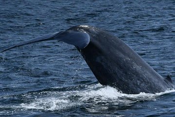 Whales & Dolphins Watching Day Tour in Mirissa from Bentota & its' surrounding 