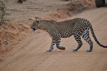 Yala 4h Jeep Safari from Bentota: Guided Wildlife Experience