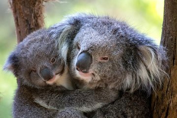 Healesville Sanctuary General Entry Ticket