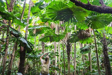 Cape Tribulation & Daintree Wilderness (TCT)