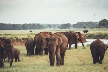 Kaudulla national park from Negombo inclusive of jeep safari