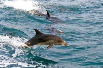 Dolphin Watching Sydney Tours | Port Stephens Private Tour