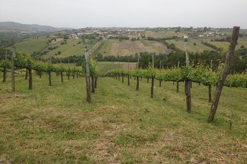 Full-Day Wine Tasting Tour in the Province of Avellino