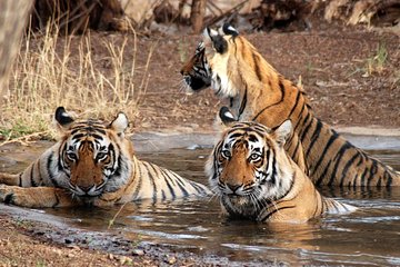 Ranthambore National Park Private Gypsy Safari with Tickets