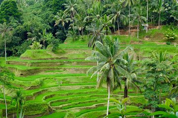 Private Ubud Tour with Hidden Waterfalls