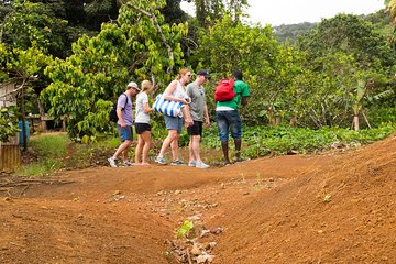 Rainforest Hike