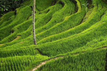 Ubud Cultural Day Tour: A Day for Balinese Cultural Experience