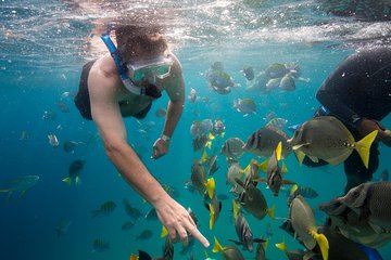 Snorkel & Explore Pelican Rock by Glass Boat + Photos