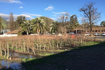 Half-Day Small-Group Santa Rita Vineyard Tour