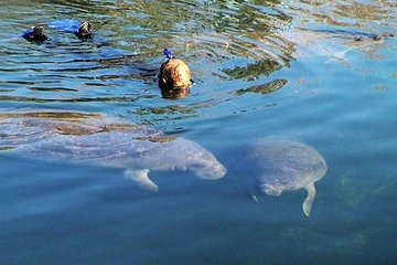 Morning Swim and Snorkel with Manatees-Guided Crystal River Tour