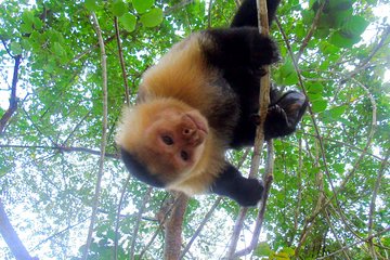 Lake Gatun Wildlife Tour from Panama City