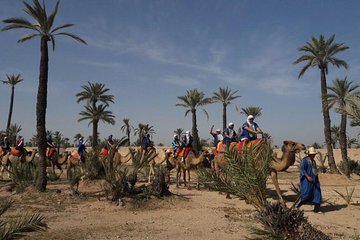 Camel Ride in the Palm Grove