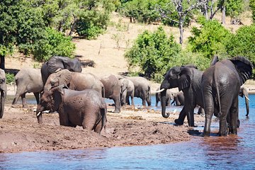 Chobe Full Day Trip