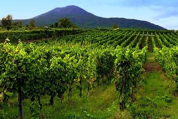 Tour of Sorrento Exploration+Wine Tasting with Lunch on Mt. Vesuvius (Full Day)