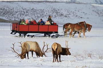 Grand Teton and National Elk Refuge Winter Wonderland Full Day Adventure