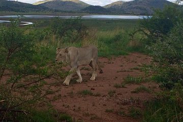 1 Day Safari from Johannesburg 