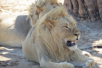 Hwange National Park & Victoria Falls 5 days Combo