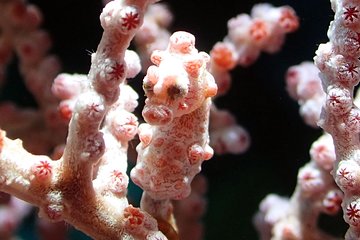 Scuba Diving at Gili Mimpang and Gili Tepekong