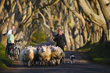 Dublin: Giants Causeway, Dunluce Castle ,Dark Hedges and Belfast