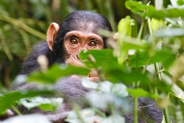 3 Days Chimpanzee Trekking Safari in kibale