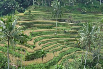 Ubud Kintamani Tour