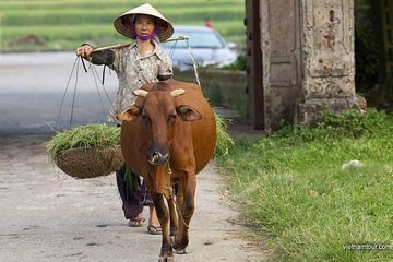 Hanoi: Duong Lam Historical Village Private Day Tour