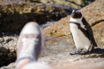 Half day am or pm Boulders Beach & Penguins with visit to Cape Point Great tour