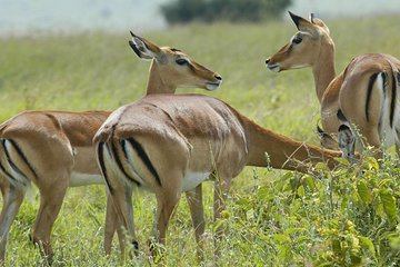  3 Days 2 Nights Group Joining Serengeti and Ngorogoro Safari