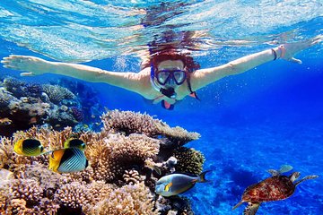 Bali Menjangan Island Snorkeling Day Tour