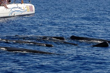 Seaborn Catamaran trips